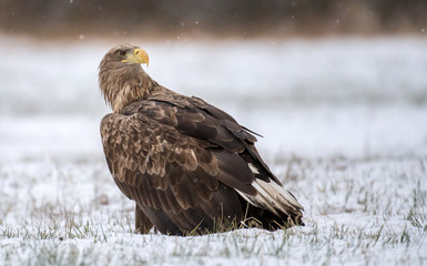 White tailed Eagle (Haliaeetus albicilla)