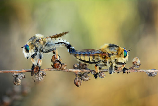 Robber fly