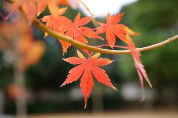 紅葉