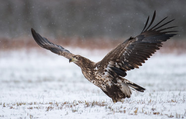 White tailed Eagle (Haliaeetus albicilla)
