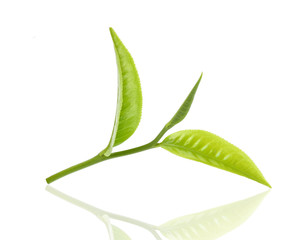 green tea leaf on white background