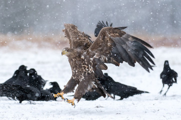 White tailed Eagle (Haliaeetus albicilla)