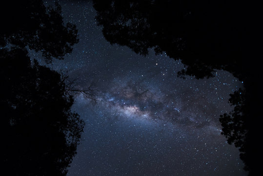 milky way over the forest at the mountain