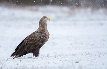 White tailed Eagle (Haliaeetus albicilla)