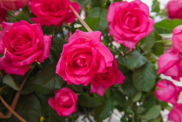 Beautiful Red rose as a natural in the garden.