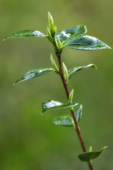 Camellia buds