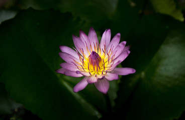 Purple color in a pond