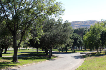 Trees Next to the Road