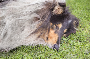 Portrait of sleeping collie dog