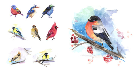 The birds in winter, birds set of watercolor technique. Vector