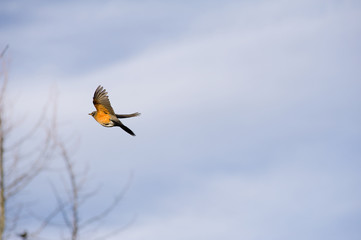Robin in flight