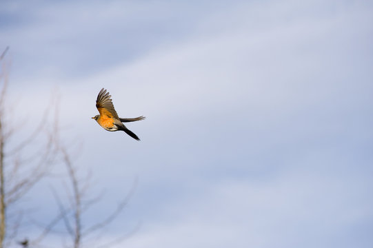 Robin In Flight