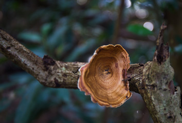 mushroom in a national park in Thailand