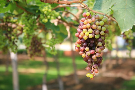 Grapes purple and green