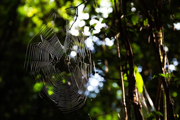 spiderweb in a jungle in Thailand