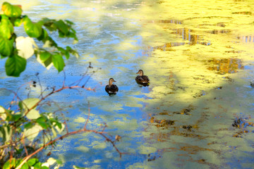 Дикие утки в осеннем пруду
