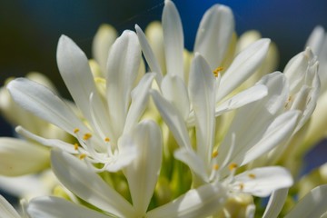 white pretty flower petals closeup