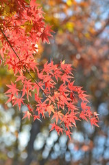 紅葉