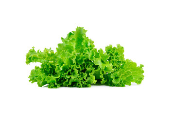 Obraz premium Fresh green lettuce on white background