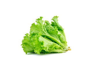 Fresh green lettuce on white background