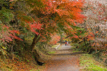 autumn background Red leave with sakura in Obara Nagoya Japan