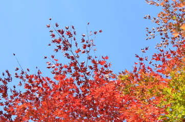 紅葉