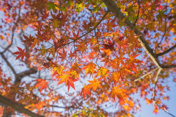 Red autumn leaf lighted up by sunshine in Obara, Nagoya, Japan.