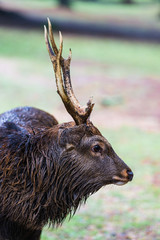 Fototapeta premium Nara male deer with antlers roam free in Nara Park, Japan for adv or others purpose use