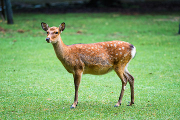 Naklejka na ściany i meble Nara deer roam free in Nara Park, Japan for adv or others purpose use