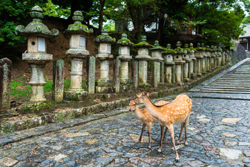 deer standing in front of the Stone lanterns in Kasuga-taisha shrine, Nara, Japan