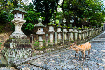 deer standing in front of the Stone lanterns in Kasuga-taisha shrine, Nara, Japan