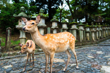Naklejka premium deer standing in front of the Stone lanterns in Kasuga-taisha shrine, Nara, Japan
