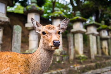 deer standing in front of the Stone lanterns in Kasuga-taisha shrine, Nara, Japan
