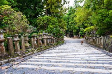 Stone lanterns in Kasuga-taisha shrine, Nara, Japan