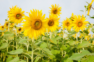 Sunflower field lens flare effec