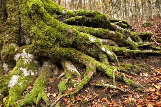 tree roots with moss on forest