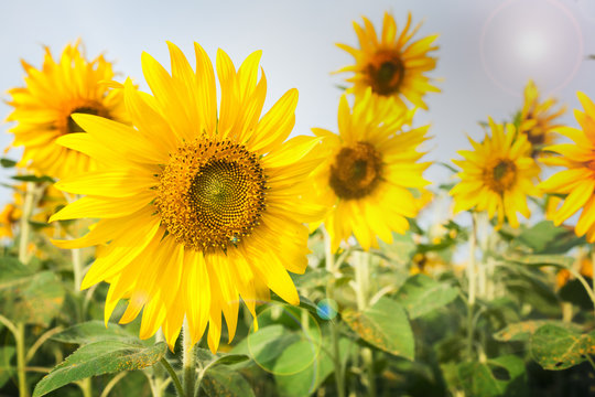 Sunflower field lens flare effec