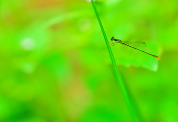 Dragonfly