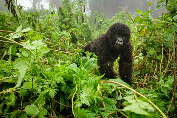 Small mountain gorilla in the forest