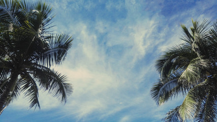 Fototapeta na wymiar coconut plam trees with sky