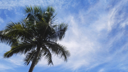 coconut plam trees with sky
