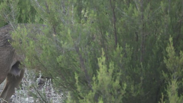 Slow motion of wolf walking, side view, flat color