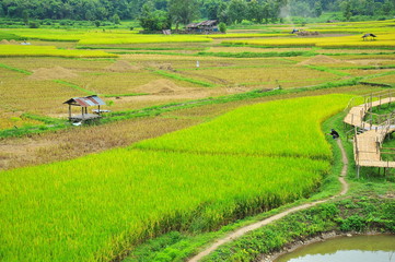 Rice Paddy Fields at Countryside