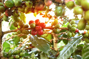 Coffee beans ripening on a tree.