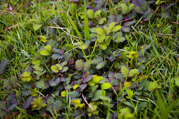 Sensitive Plant