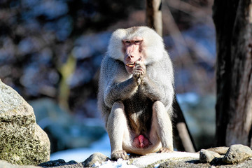 Mantelpavian - Papio hamadryas