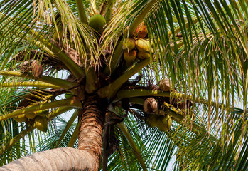 the coconut fruit on the coconut tree