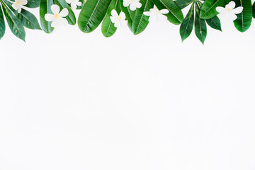 green leaf pattern on white background. flat lay header