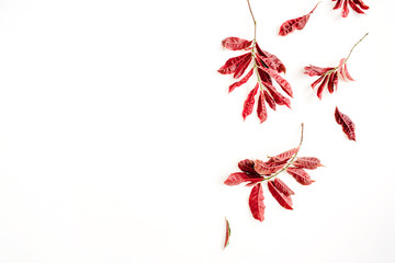 red leaves on white background. flat lay.