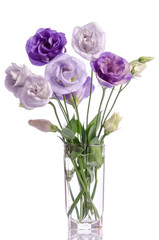 Naklejka na ściany i meble bunch of white and violet eustoma flowers in glass vase
